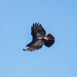 0749BF8A-5083-40B4-908E-E69EFE114B7F.png